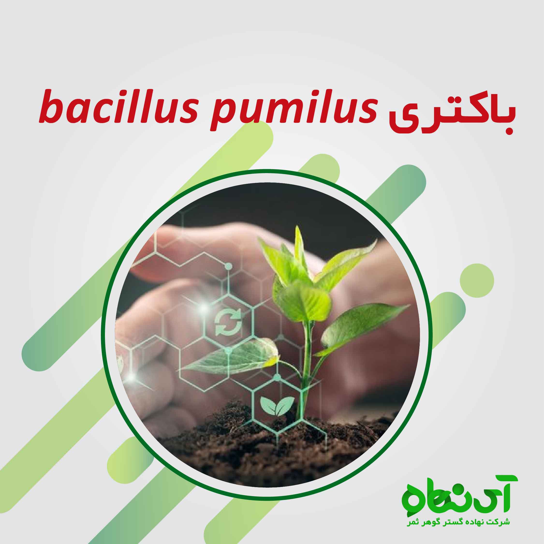 باکتری باسیلوس پامیلوس Bacillus Pumilus 